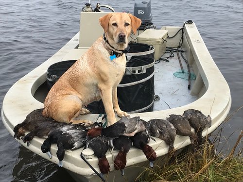 Duck Hunting | Eastern OBX Guide Service
